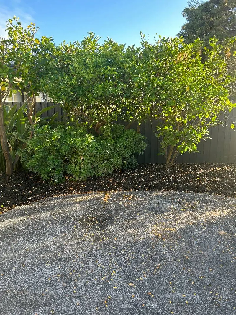 Residential Cleanout - After